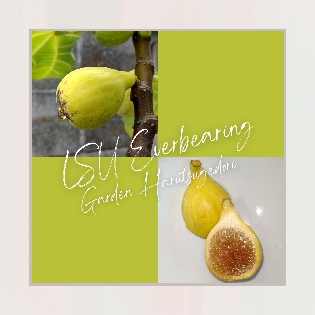 LSU Everbearing/エバービーリング